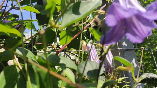 Клематис сорту "Фейрі Данс".