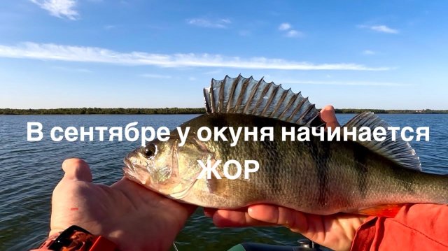 Окунь на спиннинг в сентябре. Первый осенний жор