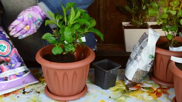 Как вырастить гортензию в горшке? Гортензия крупнолистная. Уход, удобрения и пересадка