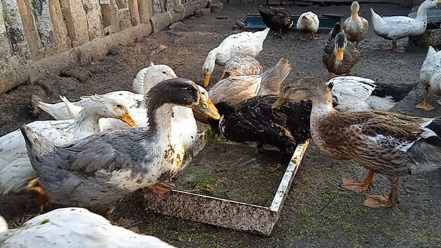 Домашнее птицеводство. Домашние утки. Уткам два месяца, угостил их вкусняшкой.