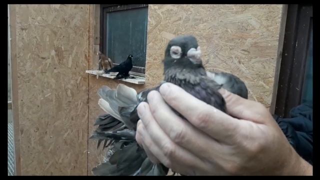 Армавирские кароткоклювые голуби.