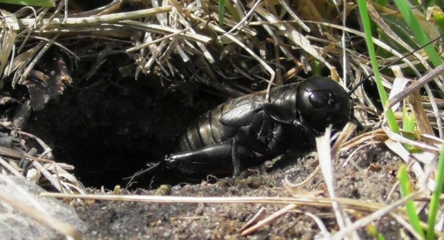 Полевой сверчок. Сверчок копает норку ( Gryllus campestris )