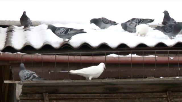 Крылатый спорт