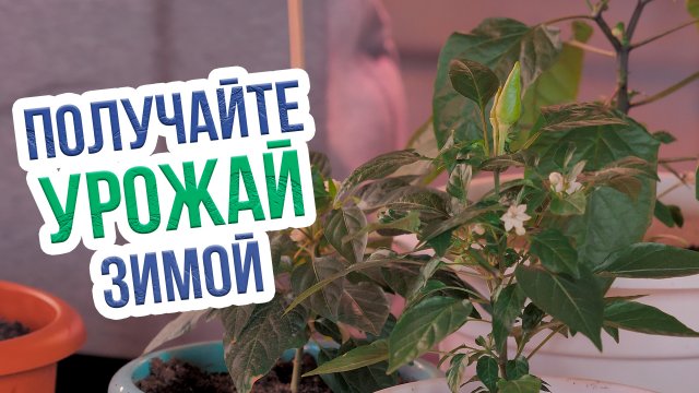 Огород на подоконнике для начинающих. Что можно выращивать зимой на подоконнике?