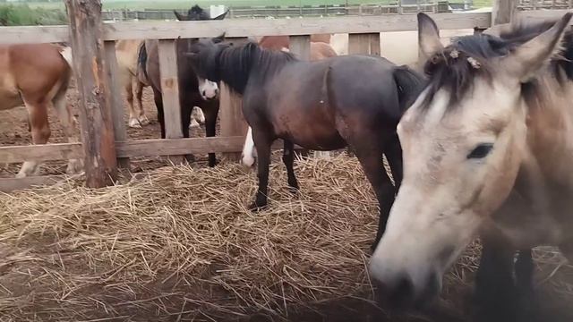 Молодой жеребец и пони