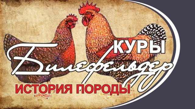 Куры БИЛЕФЕЛЬДЕР. История создания породы