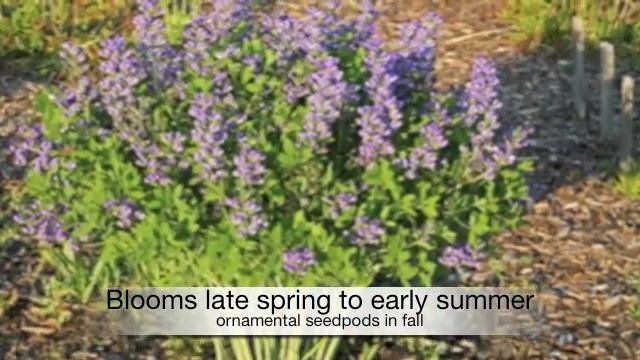 Baptisia Decadence