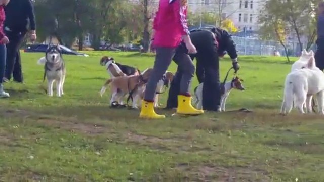 Бигль и бигль на ОКД