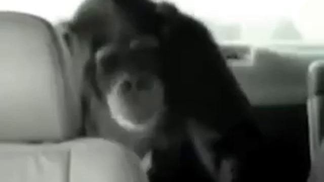 Прикол.mp4
