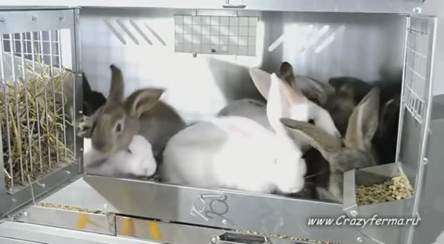 Клетка для откорма кроликов 95-КО-4 _Профессионал_