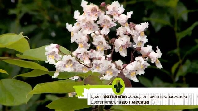 Чудо- дерево Катальпа.  Можно вырастить и на Урале