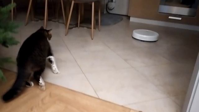 The cat's reaction to the robot vacuum cleaner* Funny cat*