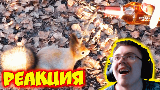 Смешная белка пьет пиво ( kriper2004 live ) | Реакция