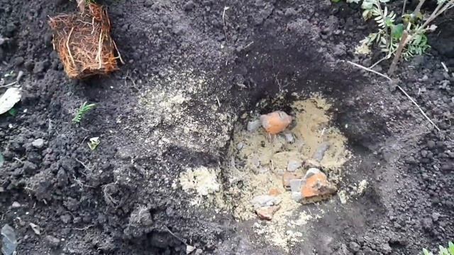 ПОСАДКА ТУИ НА ПОСТОЯННОЕ МЕСТО ОСЕНЬЮ.