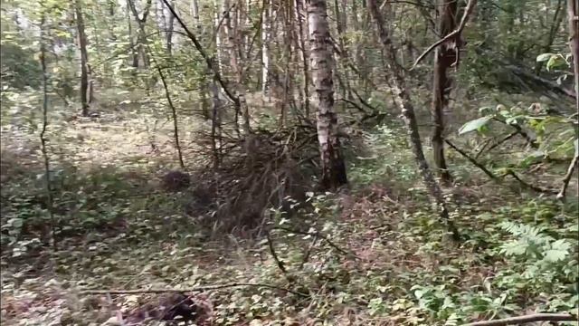 ОБУЧЕНИЕ ЛАЙКИ/ НАТАСКА, НАХАЖИВАНИЕ В ЛЕСУ/ КАК ОБУЧИТЬ ОХОТЕ ВЗРОСЛУЮ ЛАЙКУ/