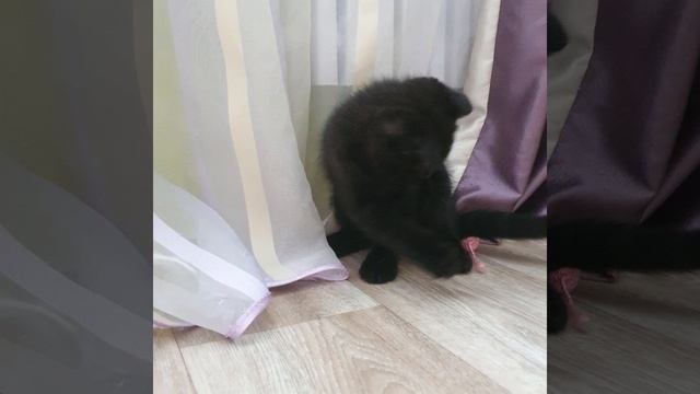Черный кот