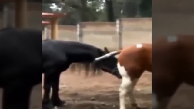 Big horse mating video || animal mating video