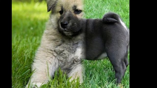 собаки разных пород =)