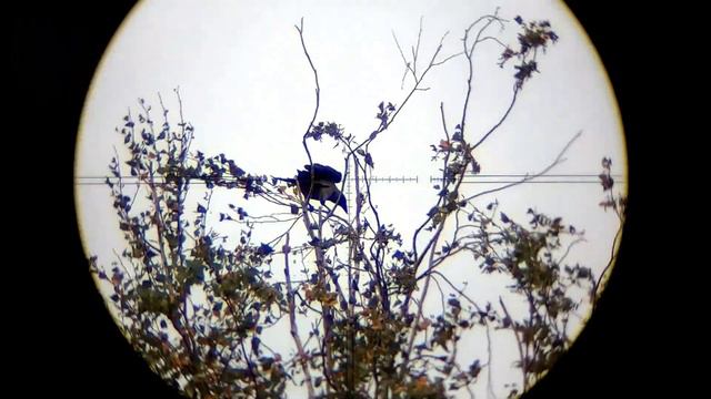 Как Леший 2 Ворон Папиросами угощал. Охота на Ворону. Crow Hunting 2022. Кроухантинг. Jack Hunter.