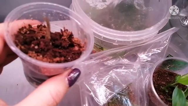 Как размножила алоказию клубнями в домашних условиях. Уход за клубнями и детками алоказии Полли.