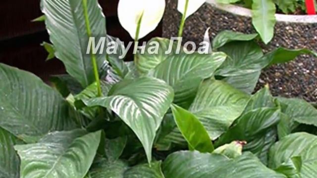 Разновидности Спатифиллума. Самые популярные сорта «женского счастья».