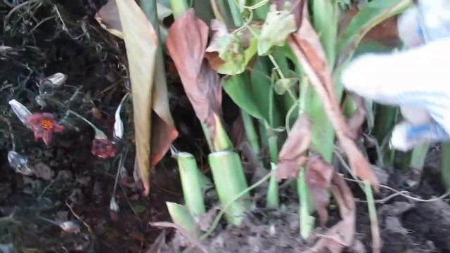 Когда выкапывать и как хранить канны после выкопки