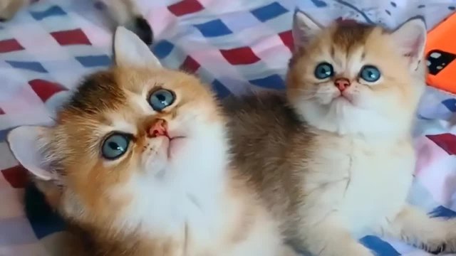 Супер няшные и милые котята! Смешные кошки для детей ? Приколы с животными! 2022