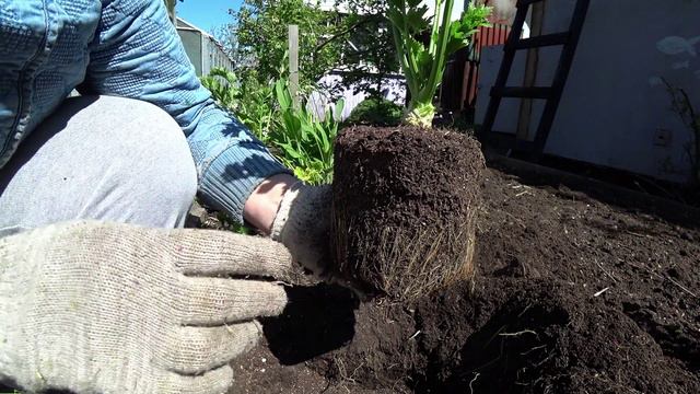 Секреты выращивания корневого сельдерея