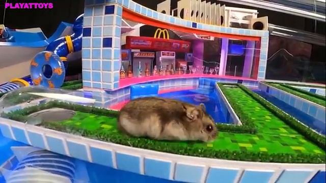 ?Лаберинт с ловушками для Хомяка?