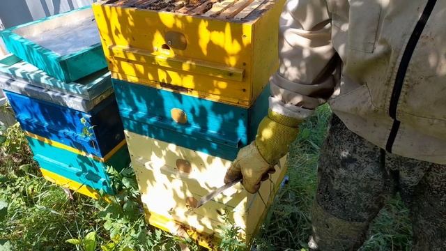 ЗАМЕНА СТАРОЙ МАТКИ В АВГУСТЕ, пчёлы всё делают сами, диафрагма Дюкаревых в работе.