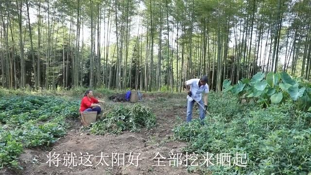 树上结了好多青果，幺妈摘点回家炖猪肚汤来喝，清热下火太美了【幺妈和幺叔】
