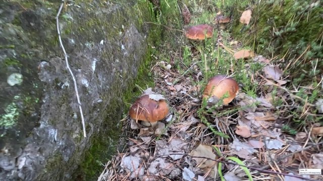 Колея с грибами. На лесной дороге выросло много белых грибов