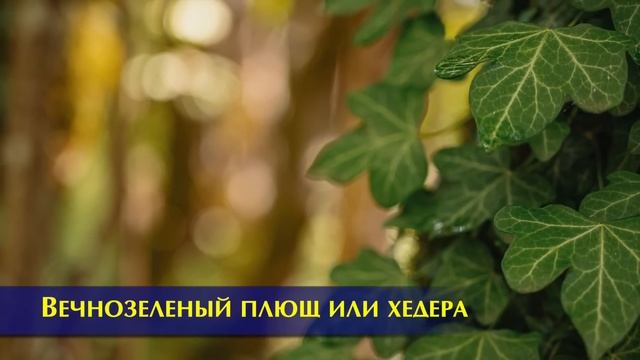 Какие цветы нельзя держать в доме и почему | Приметы и суеверия