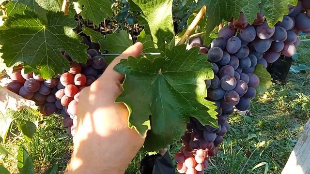 Виноград Клубнічний та кш-м Ютал урожай 2022