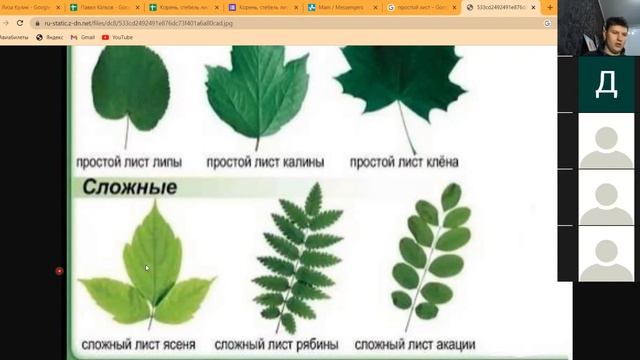 Корень, стебель, лист