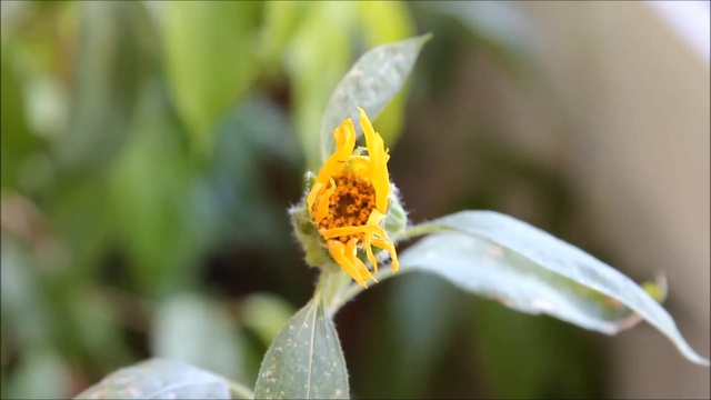 Ускоренный рост подсолнуха - 02. Желание Счастья