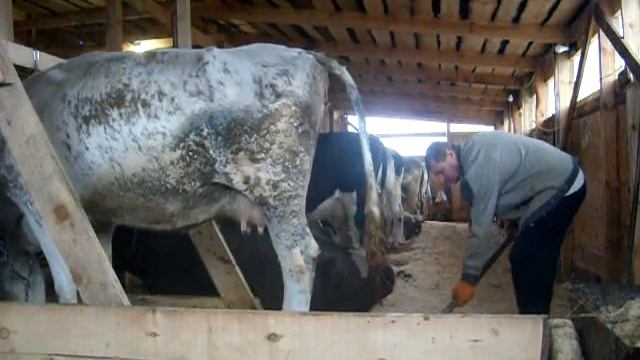 30 11 2020 Коровник на 20 голов