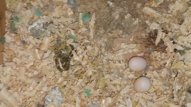 Осмотр дуплянок, первые вылупившиеся птенцы волнистых попугаев.