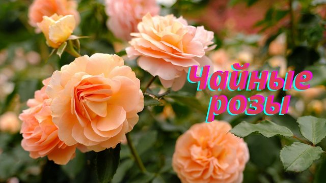Чайные розы ! Светлана Тернова