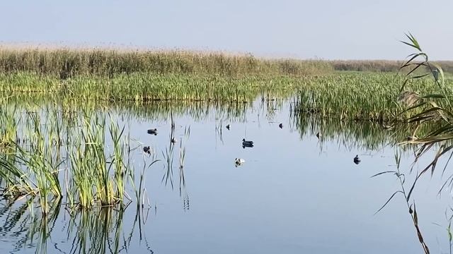 Охота на гуся в Астраханской области