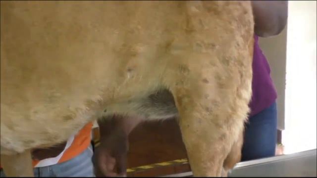 Матильда.Удаление личинок.Ветклиника в Гамбии.