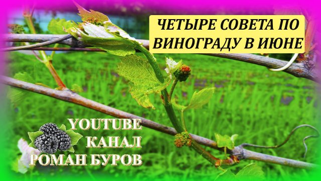 Виноград уход и выращивание на даче в начале лета. Как выращивать виноград. Выращивание винограда.