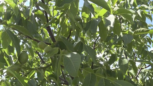 Когда грецкий орех вступает в плодоношение?