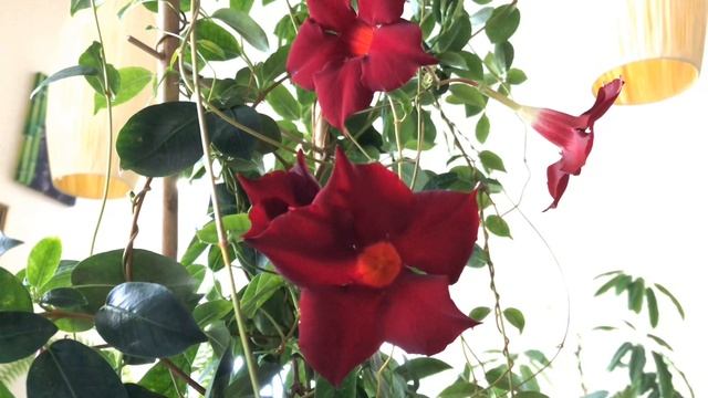 МАНДЕВИЛЛА ИЛИ ДИПЛАДЕНИЯ ЦВЕТЕМ КРУГЛЫЙ ГОД | Уход за мандевиллой в домашних условиях