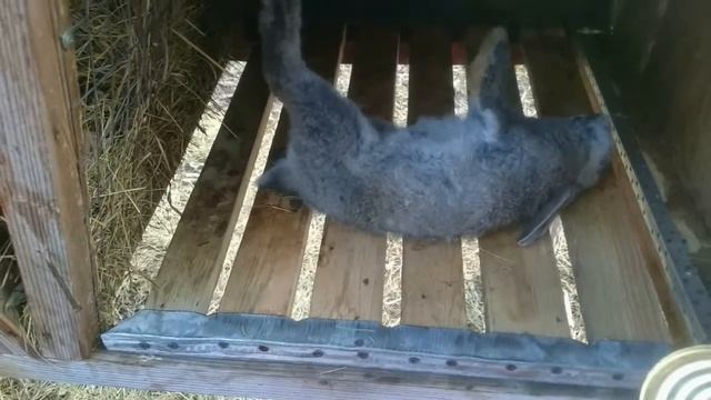 ДОХНУТ КРОЛИКИ...почему...?