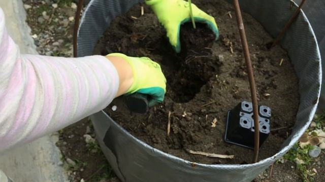 Огород в мешках, мешки клумбы. Наш эксперимент