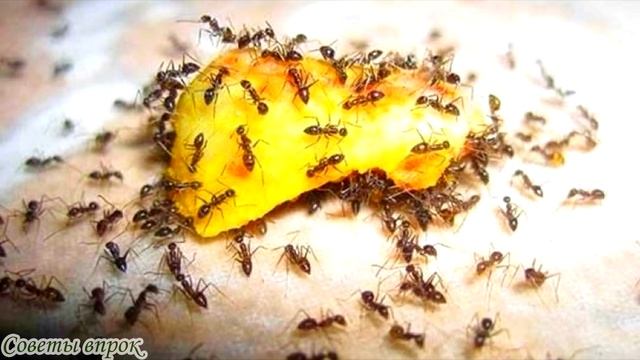 ➤ Как избавиться от муравьев в доме ➤ Муравьи в квартире! ➤ Самый лучший способ