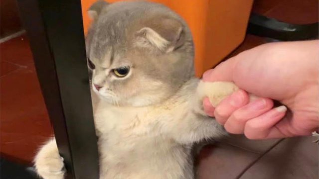 СМЕШНЫЕ КОШКИ 2023 ЛУЧШИЕ ПРИКОЛЫ С КОТАМИ, КОШКА, КОТ, САМОЕ СМЕШНОЕ ВИДЕО