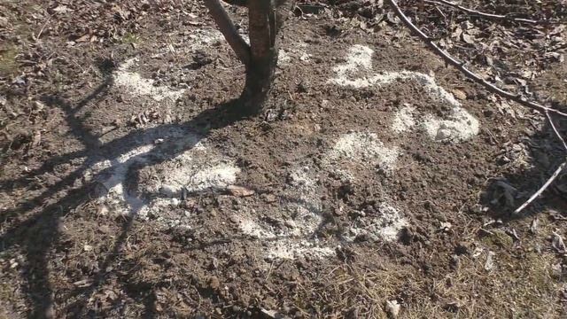 Внесение доломитовой муки