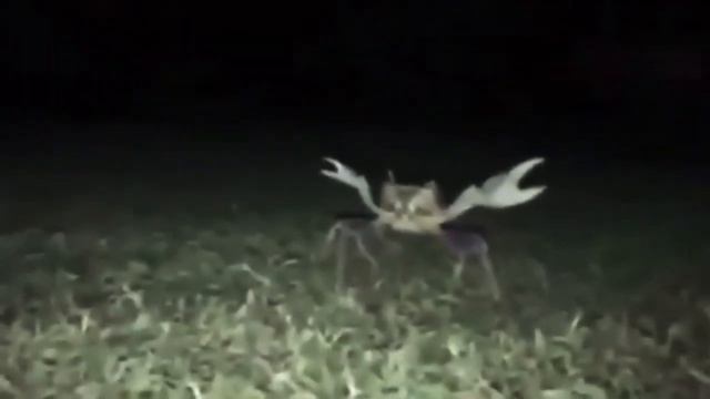 ОУ Е МИСТЕР КРАБС